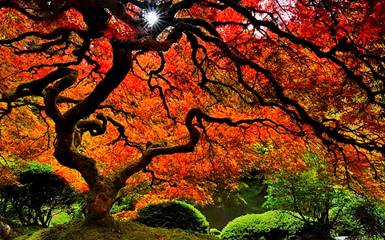 Японский сад деревьев: продуманное естество