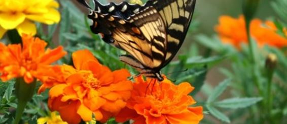 Мир бабочек. Что мы о них знаем?