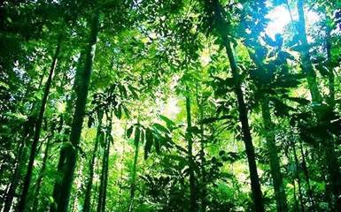 Гибель тропических лесов