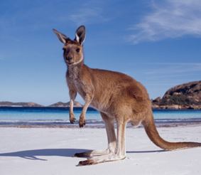 Многогранная Австралия встречает туристов