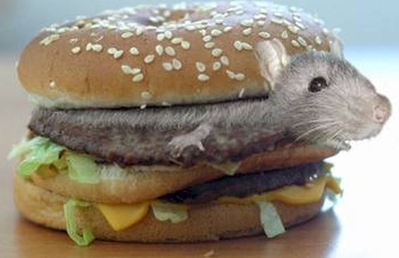 В мексиканском «Макдоналдсе» клиентку накормили крысятиной