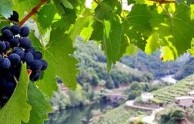Галисия - древние традиции виноделия