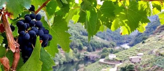 Галисия - древние традиции виноделия