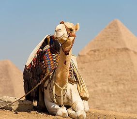 Почему Египет готов к приёму туристов из РФ, а российские власти нет? 