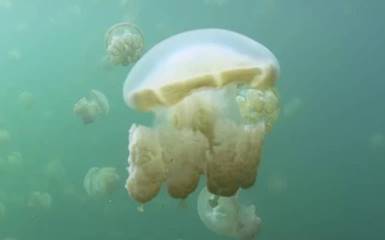 Побережье Крыма атаковали полчища медуз. Видео