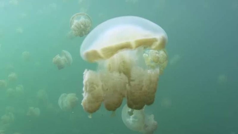 Побережье Крыма атаковали полчища медуз. Видео