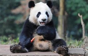 Неуклюжие панды стали звёздами интернета. Видео