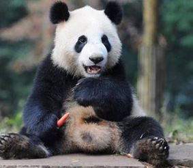 Неуклюжие панды стали звёздами интернета. Видео