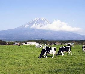 Гастрономический туризм в Японии - хозяйство Fuji Milk Land