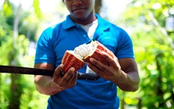 Какао. Визитная карточка Доминиканы