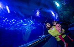 Прекрасная Малайзия. Тайны подводного мира в  аквариумах!