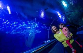 Прекрасная Малайзия. Тайны подводного мира в  аквариумах!