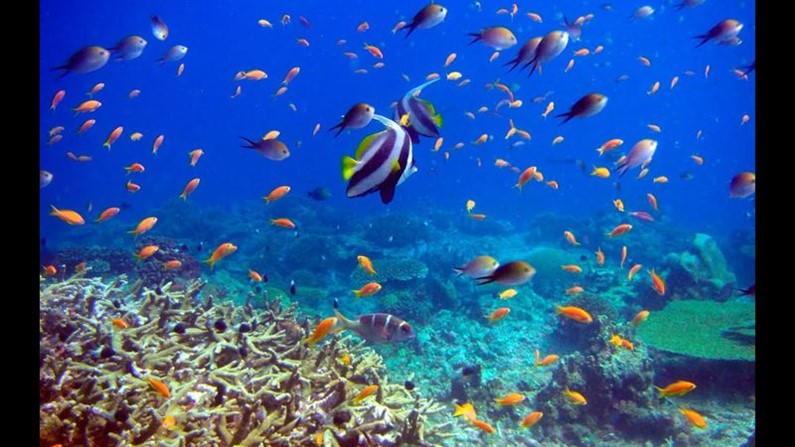 ТОП-6 Животных мирового океана, с которыми можно поплавать