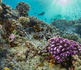 ТОП-7 Крупнейших коралловых рифов в мире