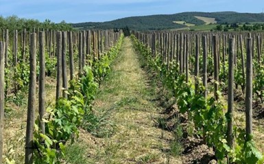 Пять лучших винных маршрутов во Франции