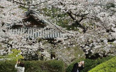 Сможет ли Япония открыться для туристов к сезону цветения сакуры?