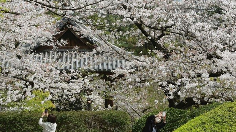 Сможет ли Япония открыться для туристов к сезону цветения сакуры?