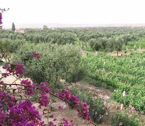 Марокканские вина – ароматы долины Роны в Северной Африке