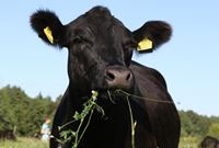 Новые возможности агротуризма: органические фермы «АгриВолги» в Угличе принимают гостей