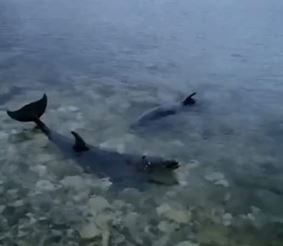 «Перестали приносить прибыль». Животных выбросили из разорившегося дельфинария в Крыму
