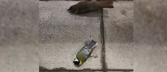 Туристы в шоке. В аэропорту Берлина массово умирают птицы