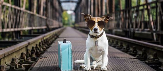 Лайфхаки для путешествия с собакой