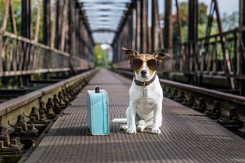 Лайфхаки для путешествия с собакой