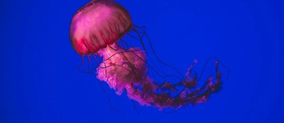 Что делать, если ужалила медуза?