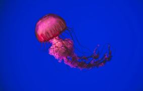Что делать, если ужалила медуза?