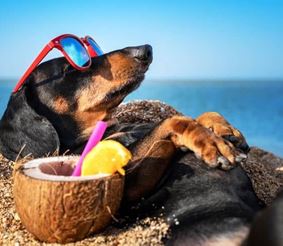 5 советов для идеального дня на пляже с собакой