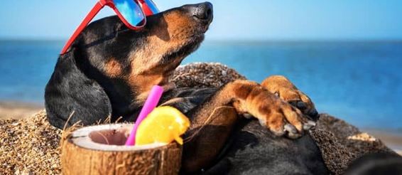 5 советов для идеального дня на пляже с собакой