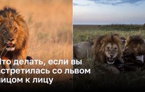 Что делать, если вы встретились со львом лицом к лицу