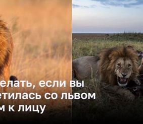 Что делать, если вы встретились со львом лицом к лицу