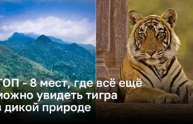 8 заповедных мест, где люди все еще могут увидеть тигров в дикой природе