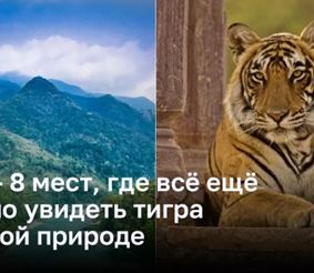 8 заповедных мест, где люди все еще могут увидеть тигров в дикой природе