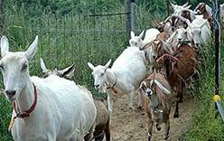 В Конго из тюрьмы освободили стадо коз