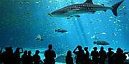 Десять популярных аквариумов мира