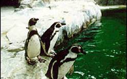 В Бразилии около 30 пингвинов, оказавшихся на пляжах Рио-де-Жанейро, отправлены на родину