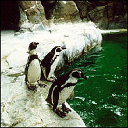 В Бразилии около 30 пингвинов, оказавшихся на пляжах Рио-де-Жанейро, отправлены на родину