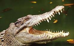 В Австралии дайверы могут понырять с крокодилами