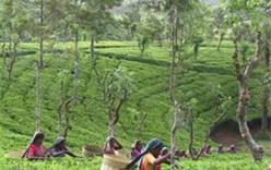 Туристов просят не вытаптывать чайные плантации 