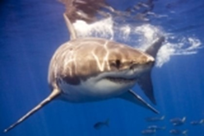 Австралийское Золотое Побережье атакуют кровожадные акулы