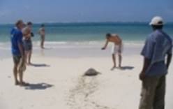 На Кипре туристы спасают черепах