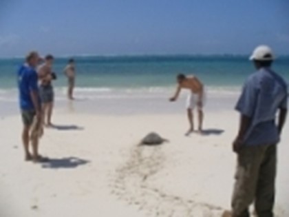 На Кипре туристы спасают черепах