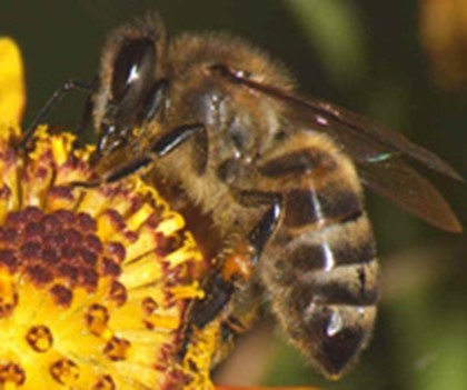 Пчёлы атаковали туристов