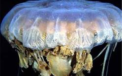 Двухметровые медузы снова терроризируют туристов