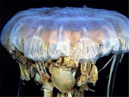 Двухметровые медузы снова терроризируют туристов