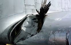 Причиной авиакатастроф все чаще становятся птицы