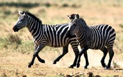 Британскую туристку сбила зебра