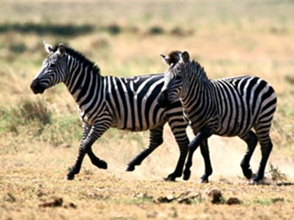 Британскую туристку сбила зебра